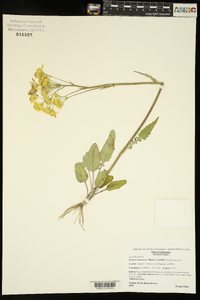 Packera tomentosa image