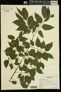 Celtis laevigata image