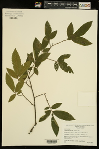 Ulmus alata image