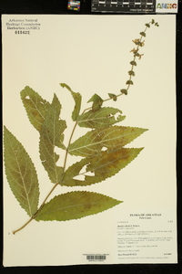 Stachys iltisii image