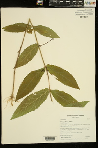 Stachys iltisii image