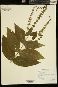 Stachys iltisii image