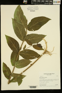 Stachys iltisii image