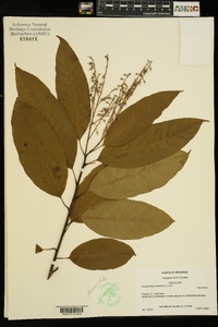 Oxydendrum arboreum image