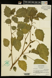 Physalis angulata image