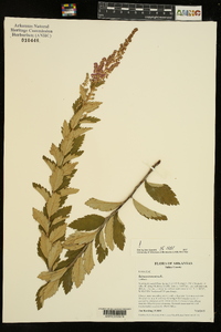 Spiraea tomentosa image