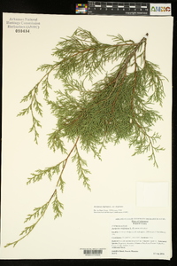 Juniperus virginiana var. virginiana image