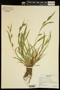 Carex flaccosperma image