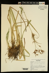 Rhynchospora corniculata image