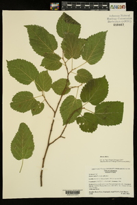 Morus alba image