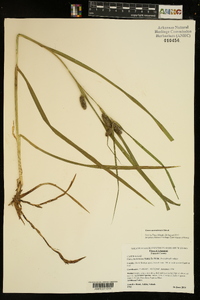 Carex aureolensis image