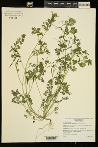 Corydalis flavula image