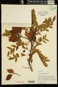 Gleditsia aquatica image