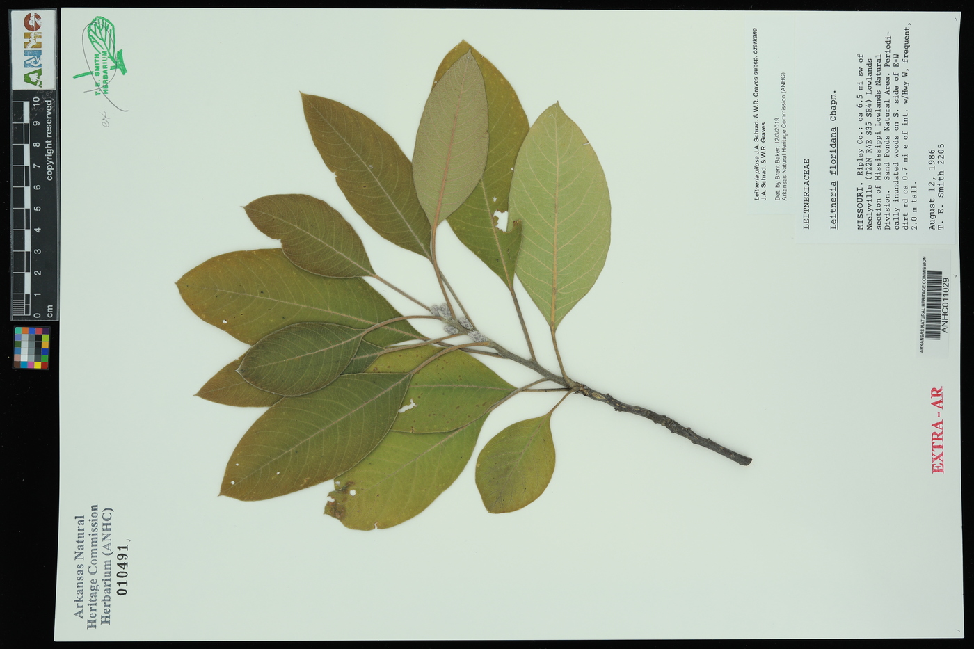 Leitneria pilosa subsp. ozarkana image