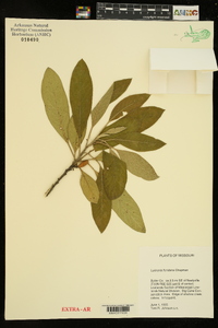 Leitneria pilosa subsp. ozarkana image