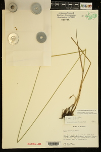 Carex bicknellii image