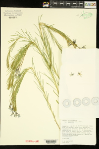 Amsonia ciliata var. tenuifolia image