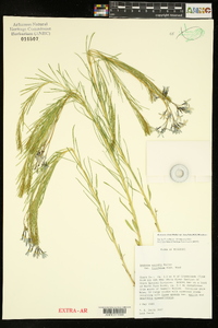 Amsonia ciliata var. tenuifolia image