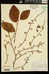 Hamamelis vernalis image