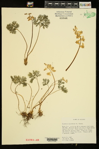 Dicentra cucullaria image