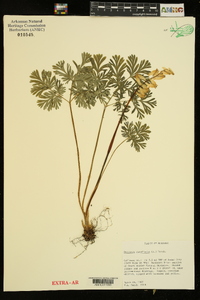 Dicentra cucullaria image