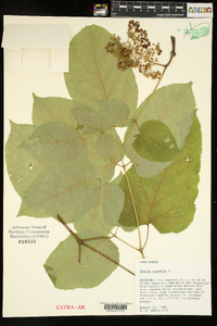 Aralia racemosa image