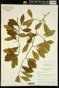 Crataegus opaca image