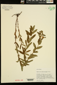 Hypericum sphaerocarpum image