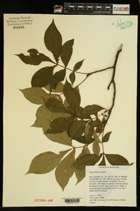 Carya texana image