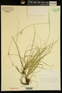 Carex cherokeensis image