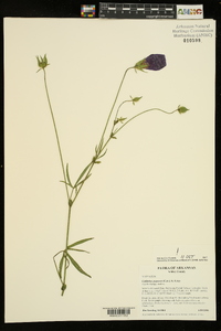Callirhoe papaver image