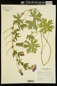 Callirhoe involucrata image