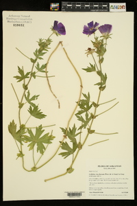 Callirhoe involucrata image