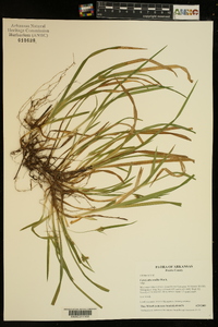 Carex abscondita image