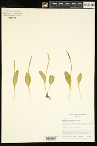 Ophioglossum engelmannii image