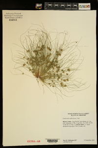 Fimbristylis vahlii image