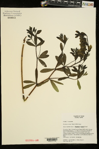 Baptisia x bushii image
