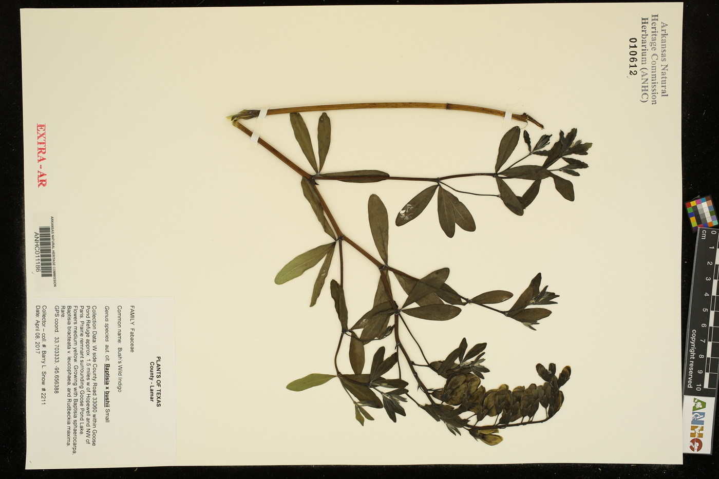 Baptisia x bushii image