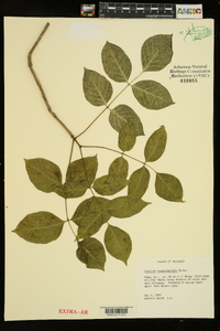 Fraxinus quadrangulata image