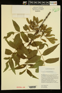 Fraxinus quadrangulata image