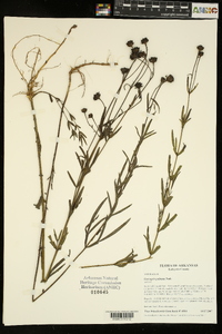 Coreopsis palmata image