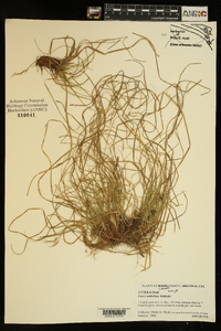 Carex umbellata image