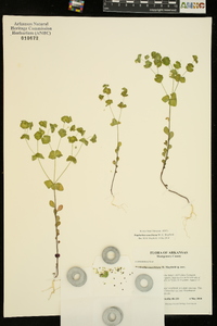 Euphorbia ouachitana image
