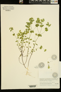 Euphorbia ouachitana image