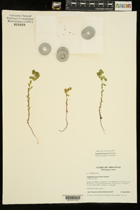 Euphorbia longicruris image