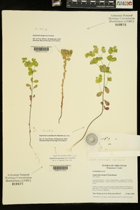 Euphorbia ouachitana image