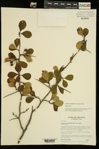 Crataegus berberifolia image