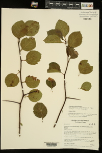 Crataegus palmeri image