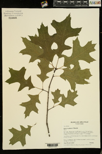 Quercus palustris image