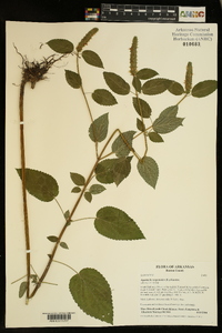 Agastache nepetoides image